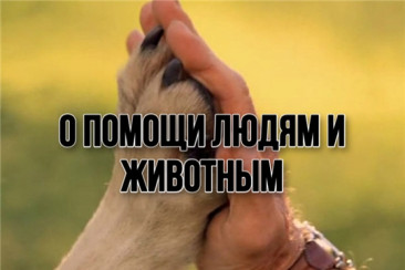 Спасатели никого не оставляют в беде: о помощи людям и животным 